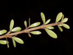 Image: Chris Morse © Landcare Research 2014 